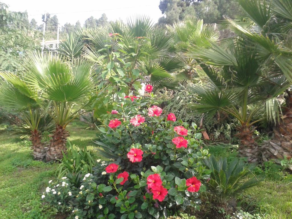Finca Las Palmeras Icod De Los Vinos Exteriér fotografie