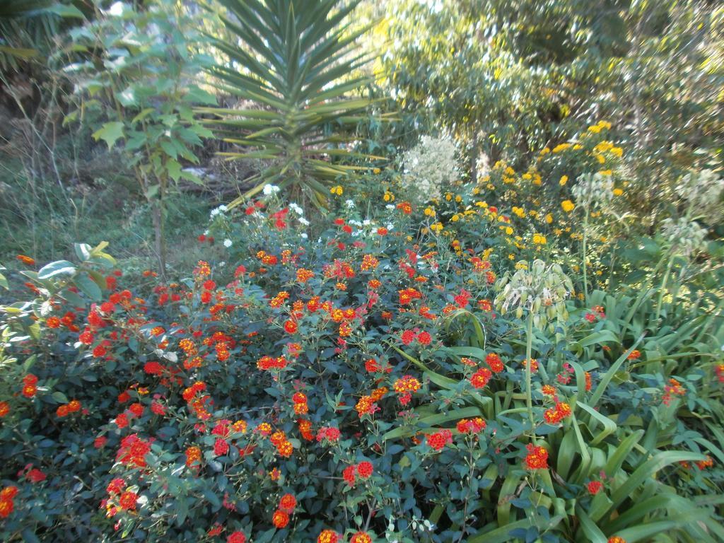 Finca Las Palmeras Icod De Los Vinos Pokoj fotografie