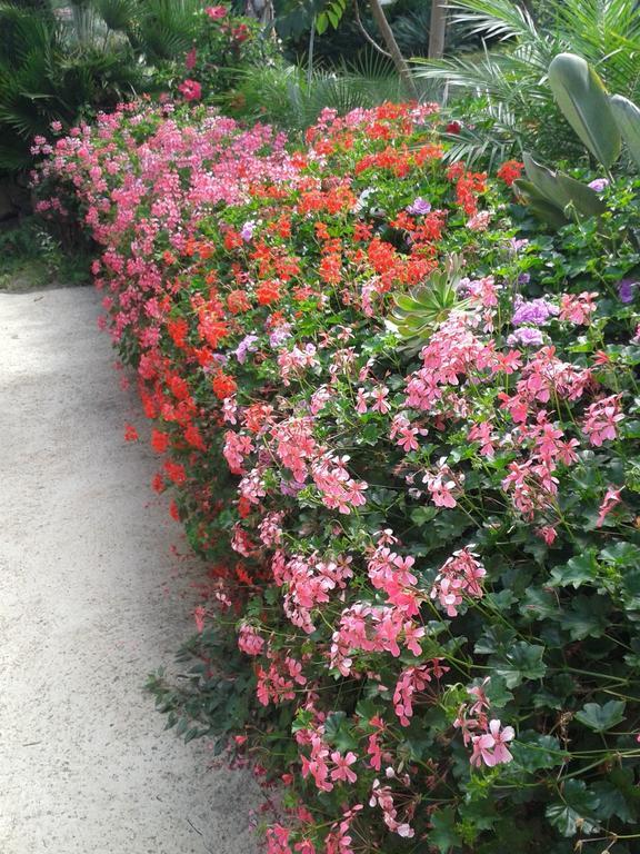 Finca Las Palmeras Icod De Los Vinos Pokoj fotografie