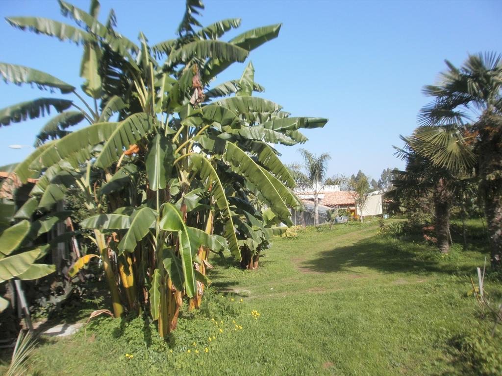 Finca Las Palmeras Icod De Los Vinos Pokoj fotografie