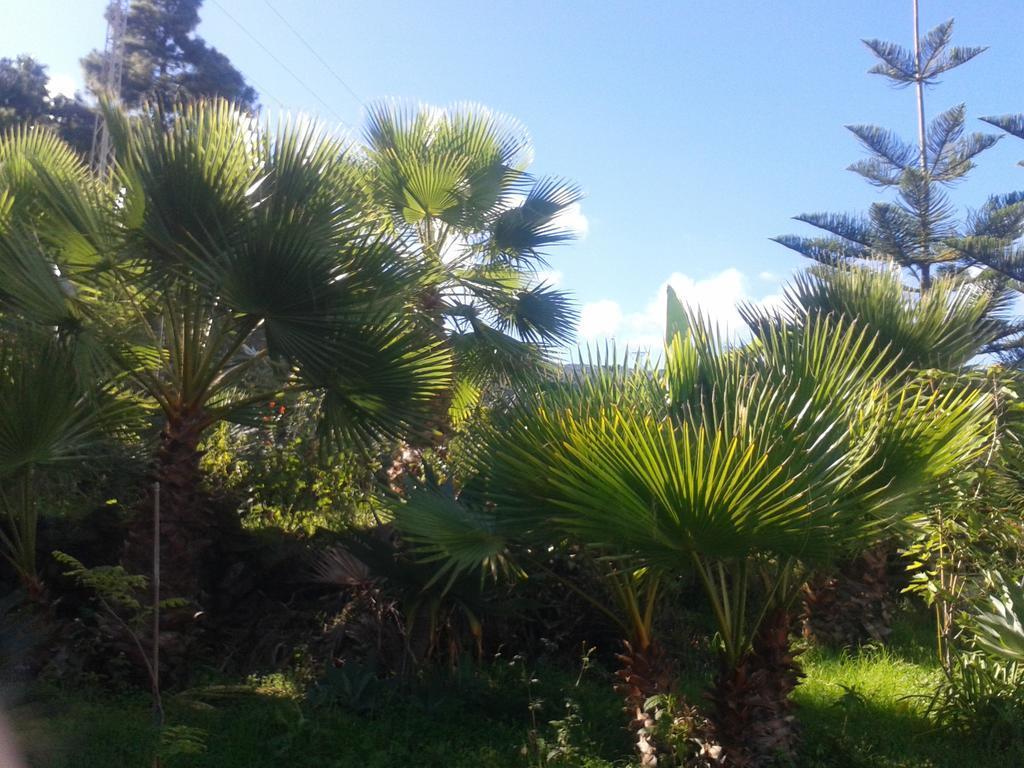 Finca Las Palmeras Icod De Los Vinos Exteriér fotografie