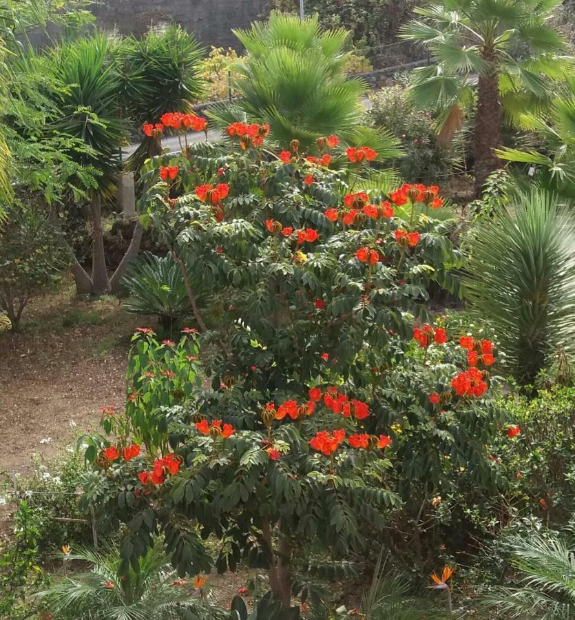 Finca Las Palmeras Icod De Los Vinos Exteriér fotografie