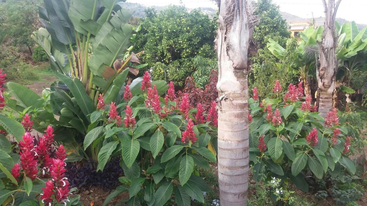 Finca Las Palmeras Icod De Los Vinos Exteriér fotografie